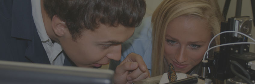 Students study butterflies which could hold the key to probes that repair genes.
