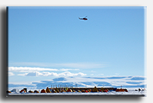 Helicopter lands at Beardmore Camp