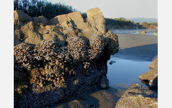 A tidepool rock at Devereux Point in Goleta