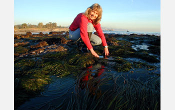 Professor Anderson shows where the Low Tide Zone is located