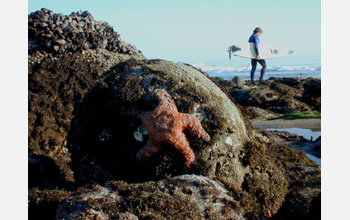 An ochre sea star (<em>Pisaster ochraceus</em>)