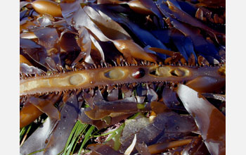 The feather boa algae's unique growth area that looks like an hourglass