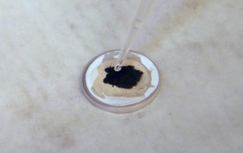 Sample in a petri dish