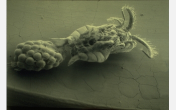 Cholera-carrying Copepod