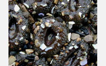 A close-up of an aggregating anemones (<em>Anthopleura elegantissima</em>)