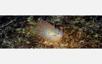 Nudibranch (<em>Janolus barbarensis</em>)