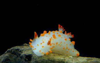 Nudibranch (<em>Triopha catalinae</em>)