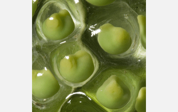 Neural-tube stage embryos of red-eyed tree frog species <em>Agalychnis callidryas</em>