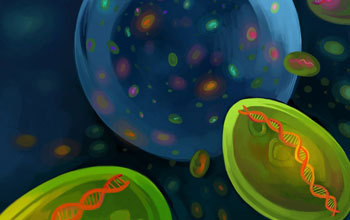 Artist's interpretation of Prochlorococcus diversity in a drop of seawater