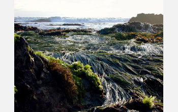 In the Low Tide Zone looking seaward at a minus tide, with surfgrass exposed