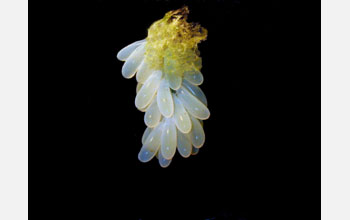 A string of octopus eggs