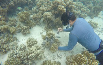 Researchers at the University of Guam sample sponges off Guam's coast.