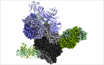 In this figure, the neutralization of infection from respiratory syncytial virus depends on antibodies (blue, green) binding to viral proteins (gray).