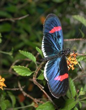 A Heliconius butterfly.