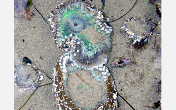 A starburst anemone war just beginning