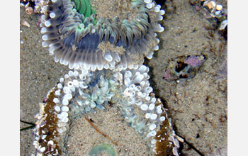 A starburst anemone war after a few hours