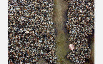 A close-up of an anemone-free area between two aggregating anemone