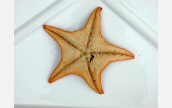 The underside of a bat star (<em>Pateria miniata</em>) without an everted stomach