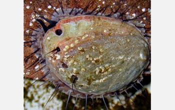 Abalone (<em>Haliotis rufe</em>)