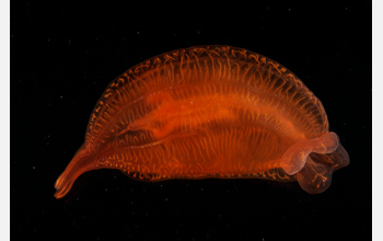 The comb jelly <em>Aulicoctena</em>, a deep-sea species