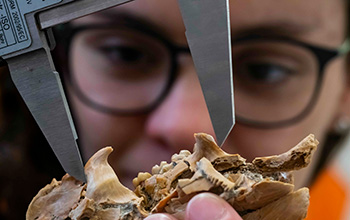 A student takes measurements of a fossilized skull from the skeleton of a North American porcupine