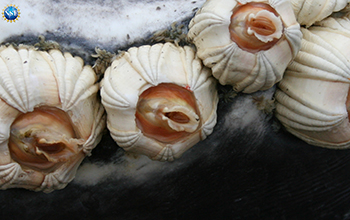 barnacles on a whales