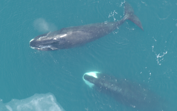 Aerial view of two whales