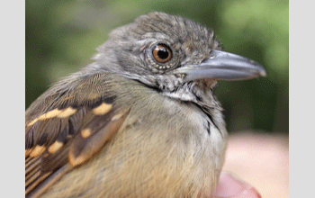 An antbird in the Panamanian jungle