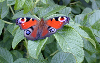 Nymphalid butterfly from Southern Sakhalin Island, Russia