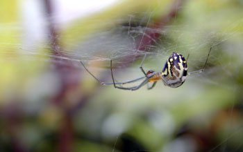 Orbweaver spider from Southern Sakhalin Island, Russia