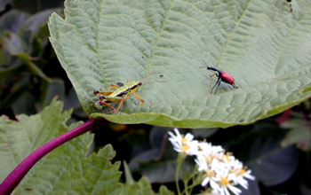 Standoff between grasshopper and giraffe beetle, Southern Sakhalin Island, Russia