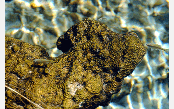 Bacteria in pools at Cuatro Ciénegas in Mexico's Chihuahuan Desert