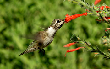 Hummingbird gathering nectar