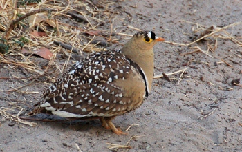 Double-banded sandgrouse