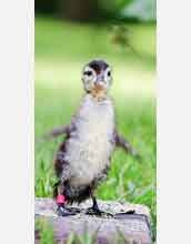 A wood-duck duckling