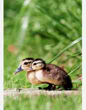 Young wood ducks