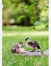 Young wood ducks