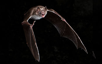 Vampire bat