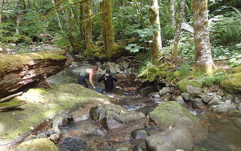 Research to understand tailed frogs responses to changes in their climate involves creek snorkeling.