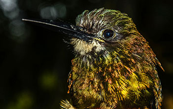 White-chinned jacamar