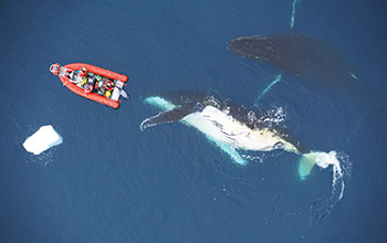 Investigating two humpback whales by boat and drone