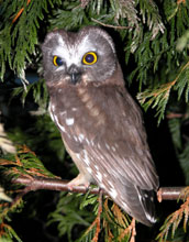 A northern saw-whet owl