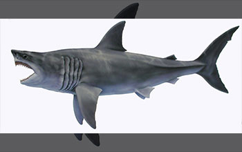 Illustration of what a megalodon may have looked like