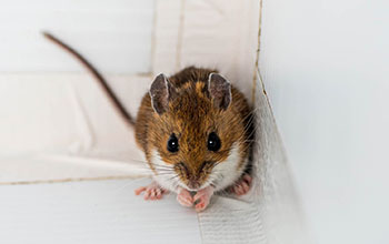 Deer mouse