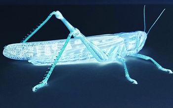 Negative image of a color locust image