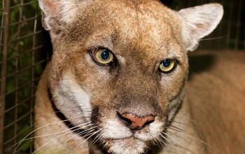 Study subject male mountain lion 'P22' spent most of his life in urban Griffith Park