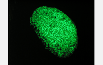 A fluorescent coral under fluorescent lighting conditions