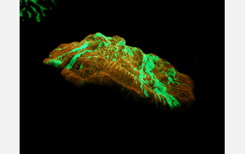 Fluorescent coral under fluorescent lighting conditions