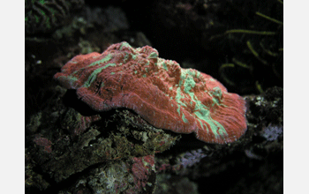 A fluorescent coral under white lighting conditions