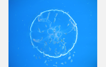 Jellyfish, genus <em>Aurelia</em>, associated with commercial fish populations.